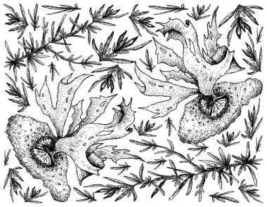 Hand Drawn of Sea Vegetables or Seaweed Background clipart