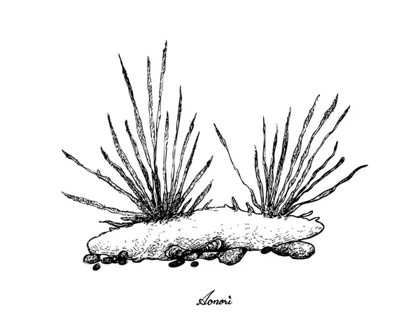 白い背景にアオノリ海藻の描かれた手 — ストックベクタ