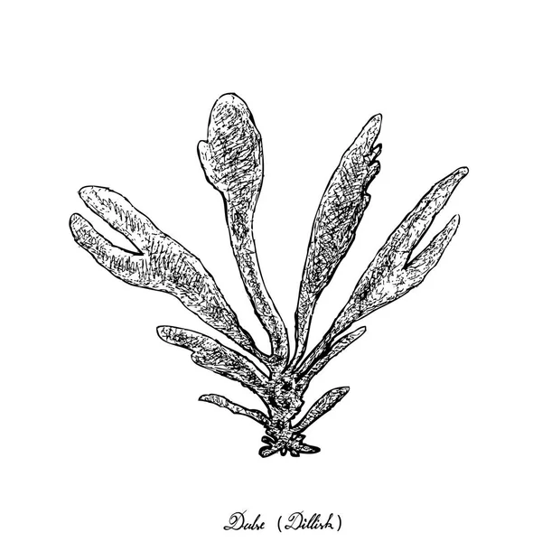 Disegnato a mano di alghe Dulse o Dillisk su sfondo bianco — Vettoriale Stock