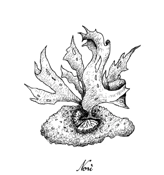 Disegnato a mano di alghe Nori su sfondo bianco — Vettoriale Stock