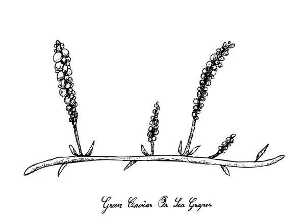 Ręcznie rysowane wodorostów winogron morze na białym tle — Wektor stockowy