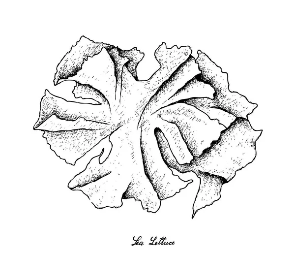 Disegnato a mano di alghe di lattuga marina su sfondo biancoDisegnato a mano di alghe di lattuga marina su sfondo bianco — Vettoriale Stock