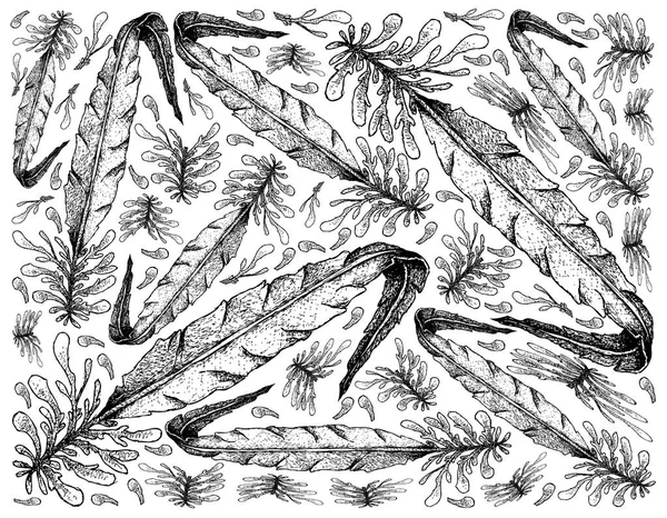 Dabberlocks 海藻の白い背景に描かれた手 — ストックベクタ