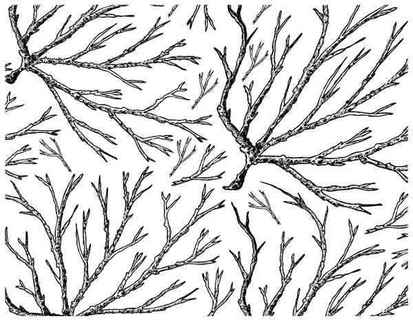 白い背景にオゴノリ海藻の描かれた手 — ストックベクタ