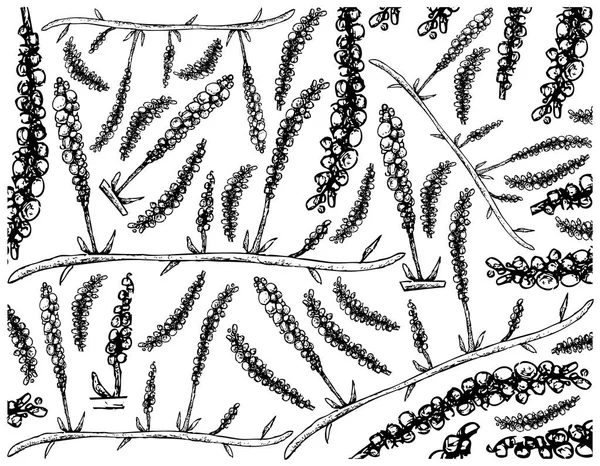 Mão desenhada de algas marinhas de uva marinha em fundo branco —  Vetores de Stock