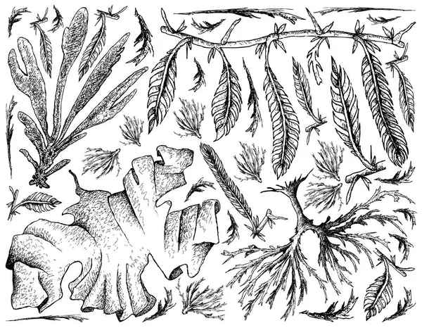Disegnato a mano di verdure di mare o sfondo di alghe marine — Vettoriale Stock