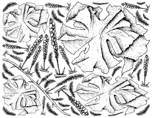 Hand gezeichnet von Meeresgemüse oder Algen Hintergrund — Stockvektor
