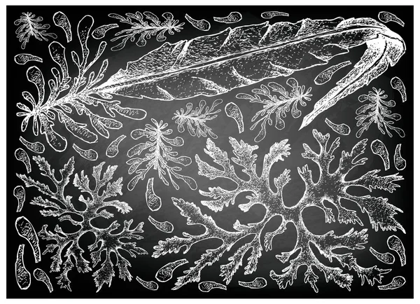 Dibujado a mano de verduras de mar o algas marinas en pizarra — Vector de stock