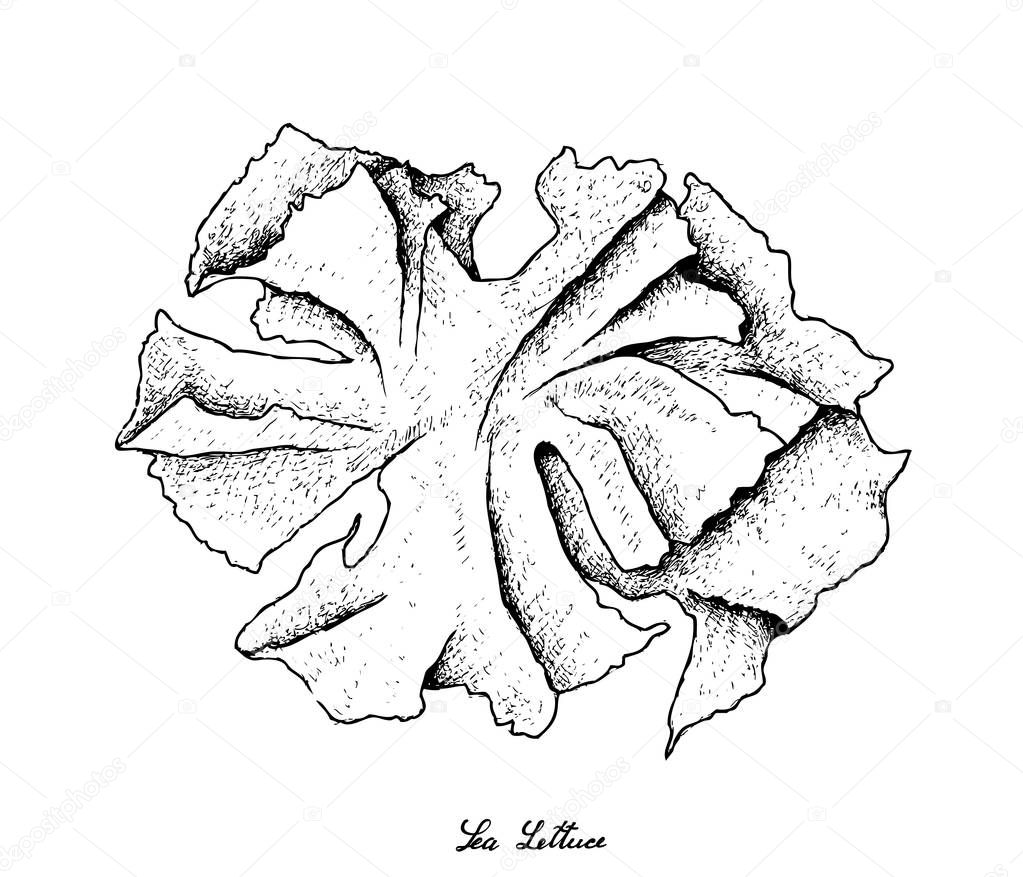 Hand Drawn of Sea Lettuce Seaweed on White BackgroundHand Drawn of Sea Lettuce Seaweed on White Background