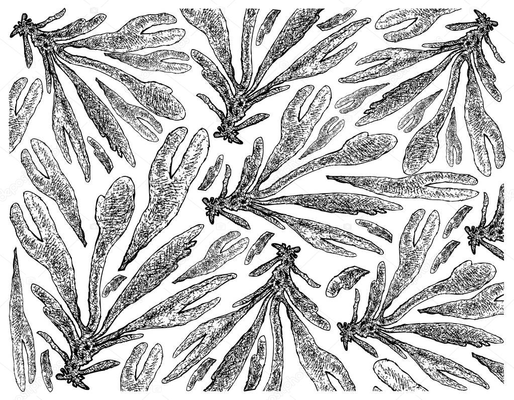 Hand Drawn of Dulse or Dillisk Seaweed on White Background