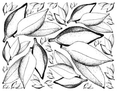 Elle çizilmiş taze olgun gümüş Bluggoe muz arka planını