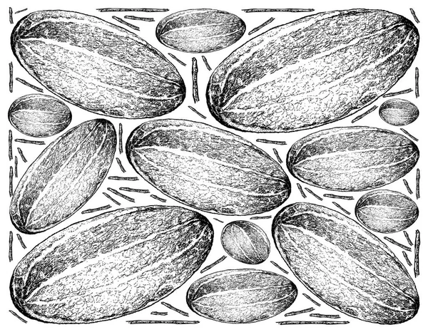 Ręcznie rysowane z tajski ogórek melon na białym tle — Zdjęcie stockowe