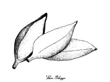 Elle çizilmiş taze olgun gümüş Bluggoe muz