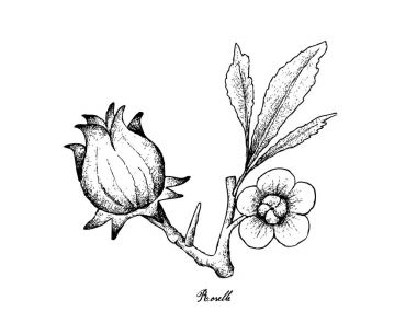 Elle çizilmiş Hibiscus Sabdariffa veya Roselle