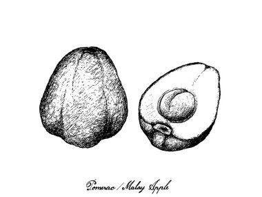 El Pomerac veya Malay Apple beyaz zemin üzerine çekilmiş