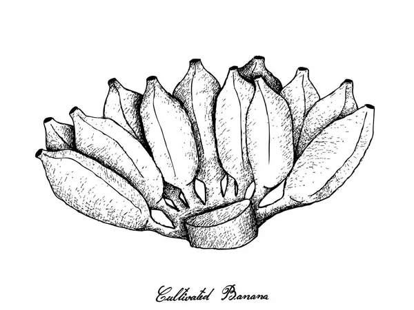 Ručně kreslenou trsy zralé asijské banán — Stockový vektor