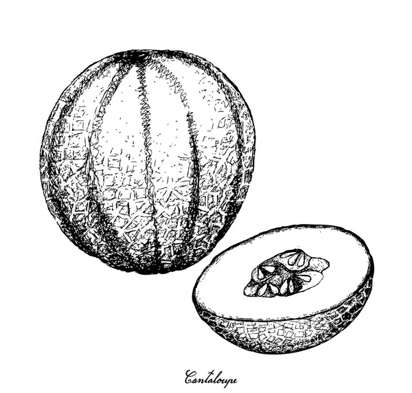 Handritad Cantaloupe frukt på vit bakgrund — Stock vektor