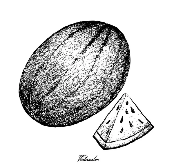 Handritad av fräsch vattenmelon på vit bakgrund — Stock vektor