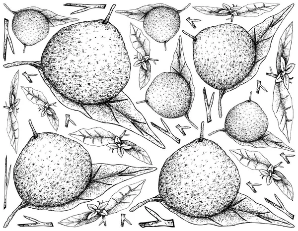 Ручной рисунок фруктов Грейпфрут на белом фоне — стоковый вектор
