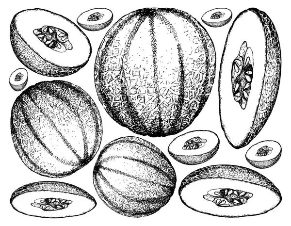 Hand getrokken van Cantaloupe vruchten op witte achtergrond — Stockvector