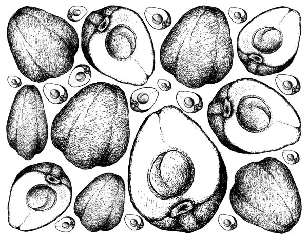 Mão desenhada de Pomerac ou maçã malaia em fundo branco — Vetor de Stock