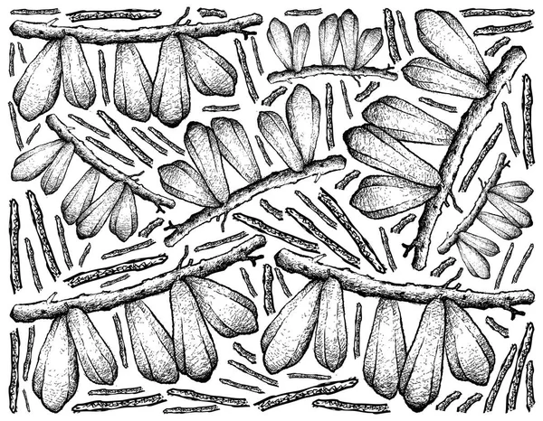 Dibujado a mano de frutas Bilimbi sobre fondo blanco — Archivo Imágenes Vectoriales