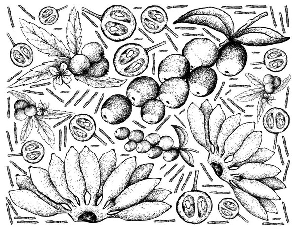 白い背景の上に新鮮な果物の描画の手 — ストックベクタ