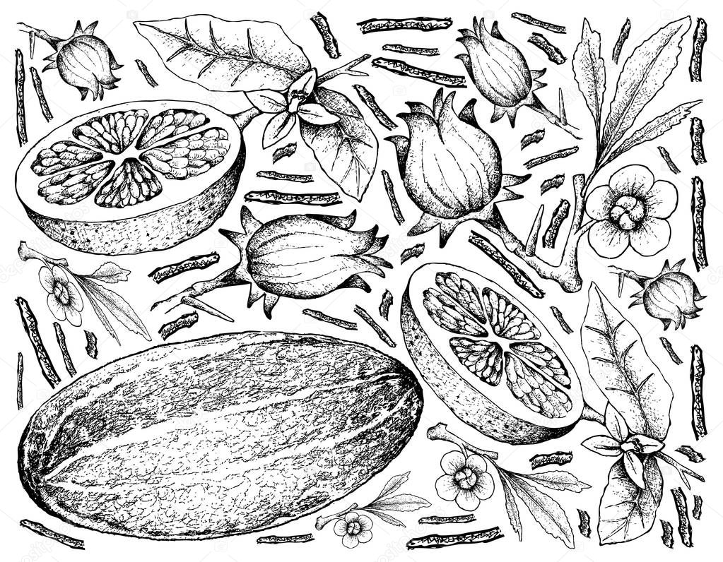Hand Drawn of Fresh Fruits on White Background