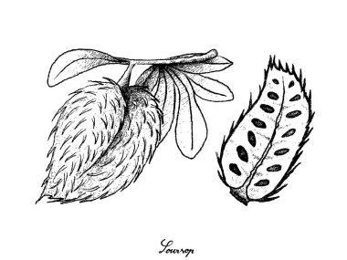 Elle olgun Soursop meyvesi beyaz arka plan üzerinde çizilmiş