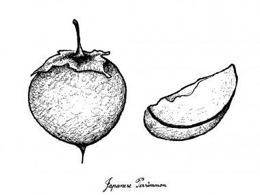 Elle Kaki veya Japonca Trabzon hurması beyaz arka plan üzerinde çizilmiş