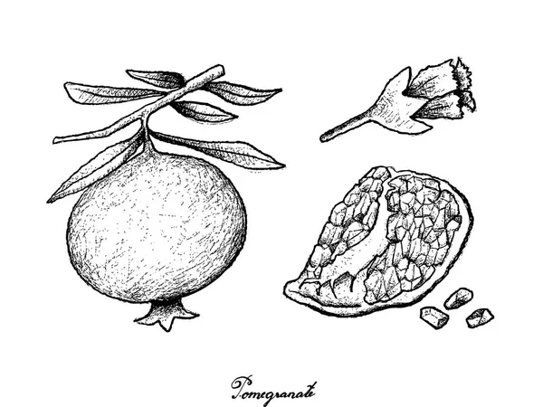 Hand gezeichnet von reifem Granatapfel auf weißem Hintergrund — Stockvektor