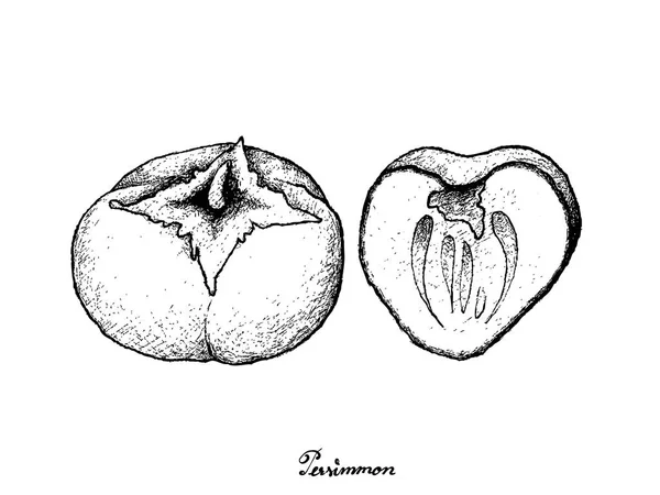 Dibujado a mano de Kaki o caqui sobre fondo blanco — Vector de stock