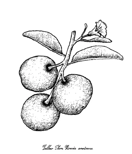 Hand Drawn of Fresh Tallow Plum di White Background - Stok Vektor