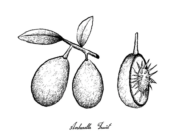 Disegnato a mano di frutti di Ambarella su sfondo bianco — Vettoriale Stock