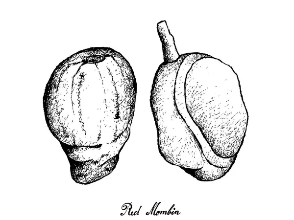 El beyaz zemin üzerine kırmızı Mombin çekilmiş