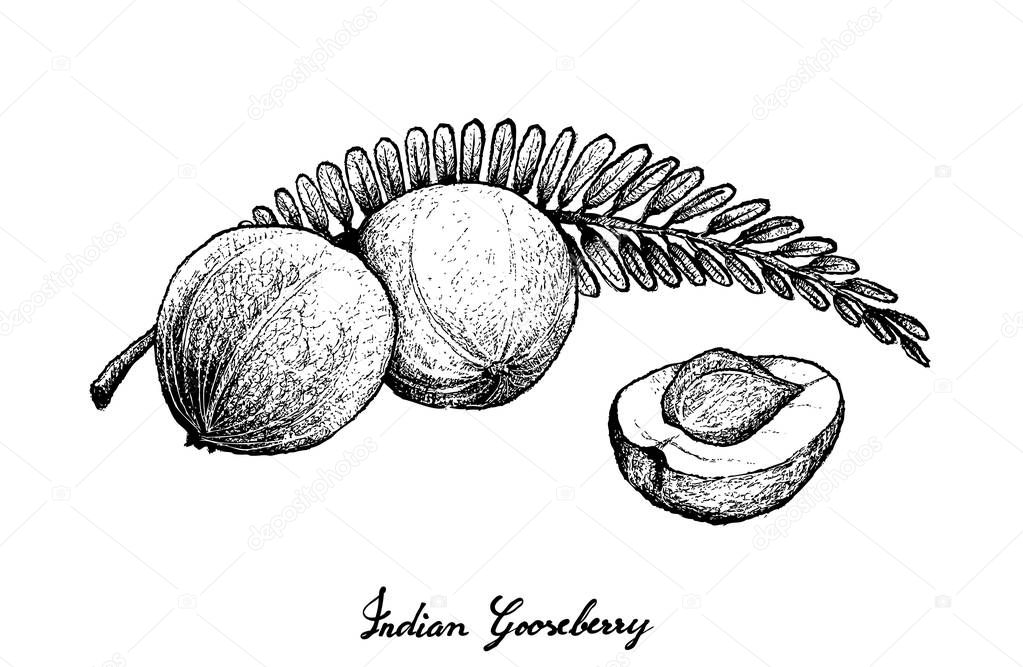 Hand Drawn of Indian Gooseberry on White Background