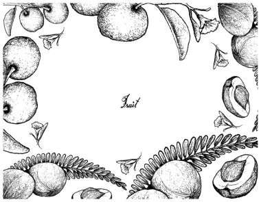 Elle çizilmiş kare Hint bektaşi üzümü ve donyağı Erik