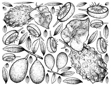 Hand Drawn of Ambarella and Horned Melon on White Background clipart