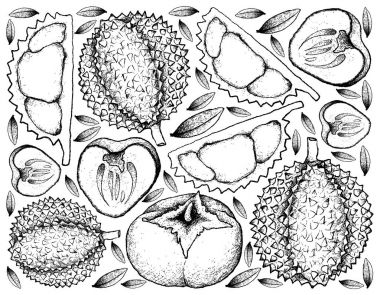 Durian ve Trabzon hurması çizilmiş arka plan el