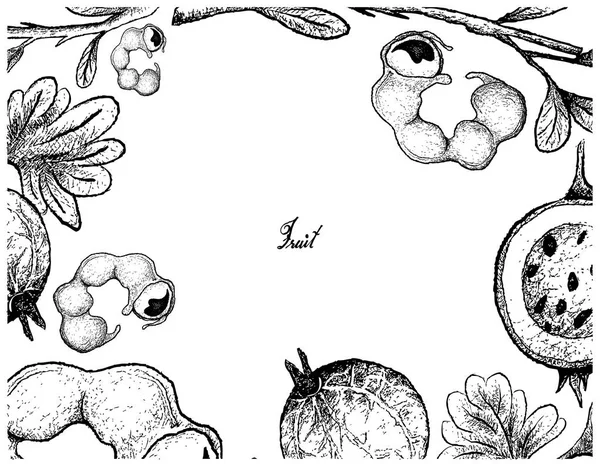 Kézzel rajzolt képkocka Manila Tamarind és egres gyümölcs — Stock Vector