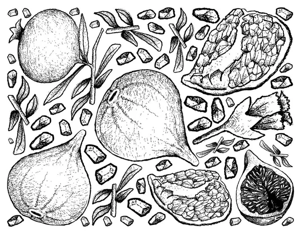 Handritad bakgrund av färska fikon och granatäpple — Stock vektor