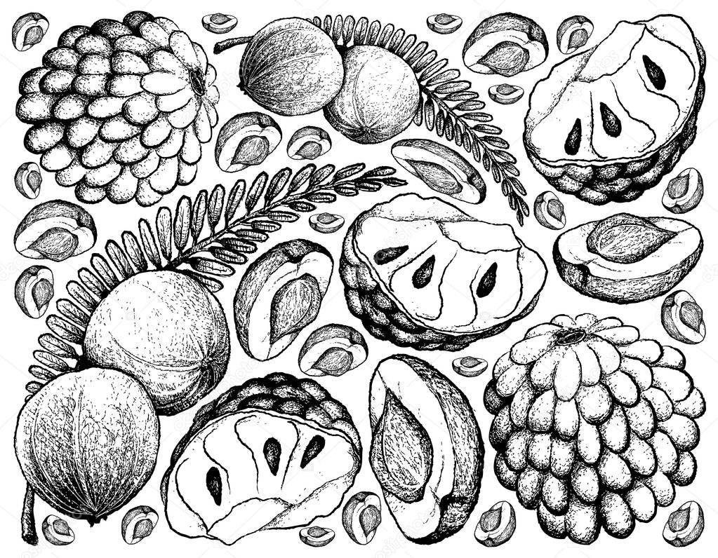Hand Drawn of Indian Gooseberry and Custard Apple Background