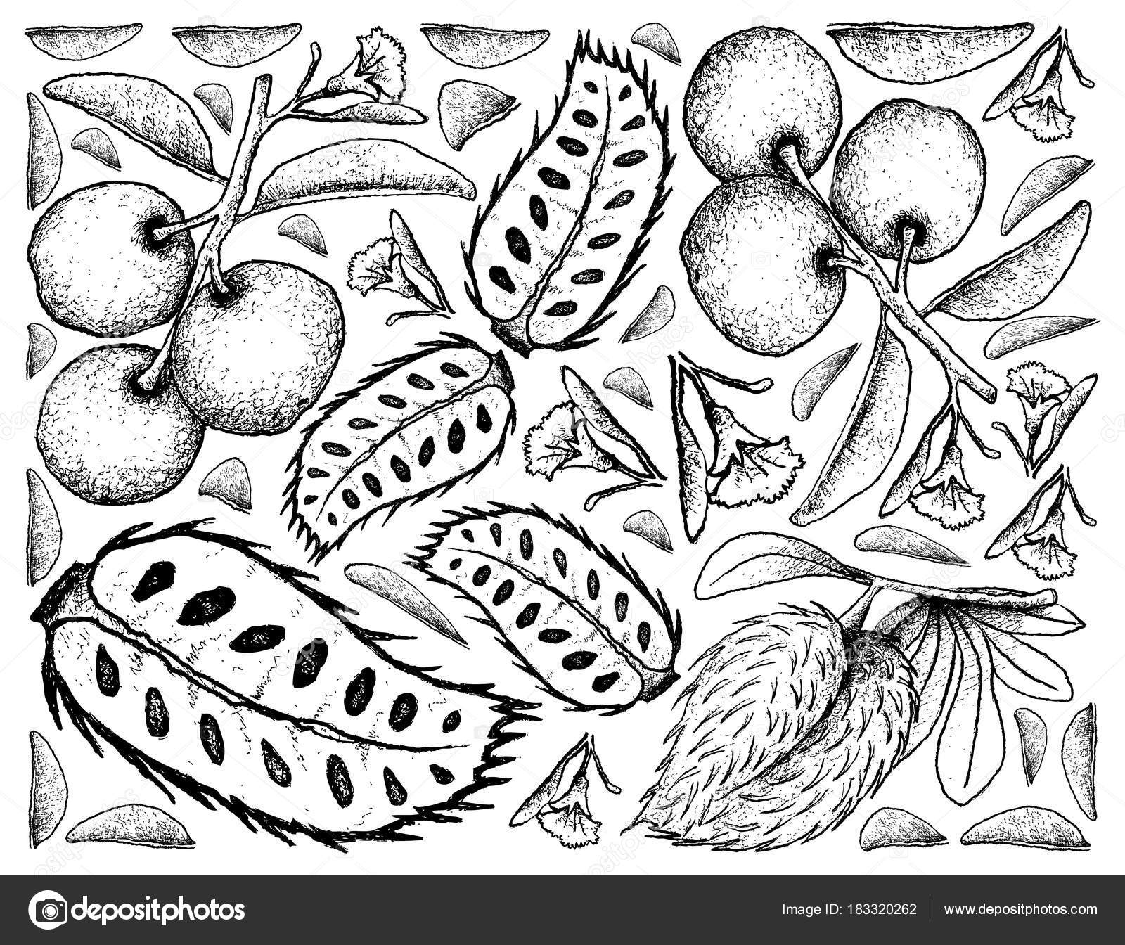 Frutta fresca illustrazione su fondo di prugna di sego fresco schizzo disegnato a mano o Ximenia Americana e Soursop Annona Muricata frutti — Vettoriali