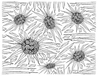 Pandanus Tectorius meyve çizilmiş Baackground el