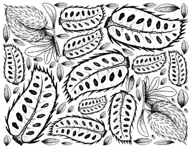 Olgun Soursop meyve çizilmiş arka plan el