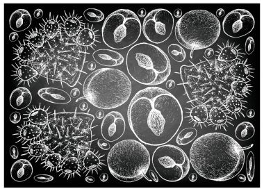 Elle Erik ve Hint inciri kara tahta çizilmiş