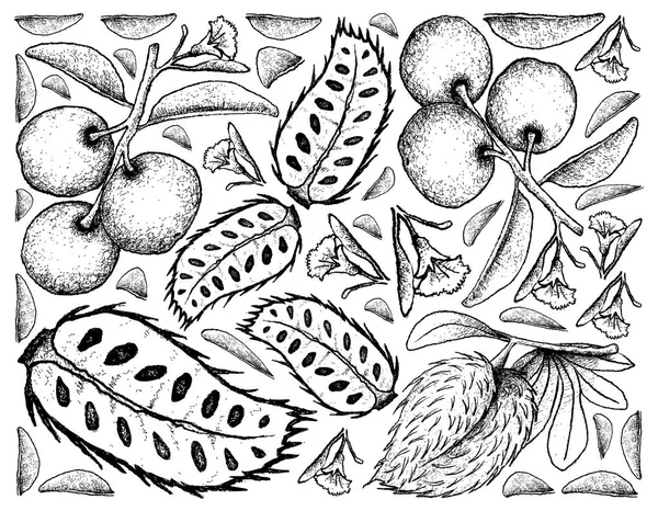 Fond dessiné à la main de prune fraîche et de Soursop — Image vectorielle