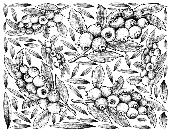 Fondo dibujado a mano de frutos maduros de arándano — Archivo Imágenes Vectoriales