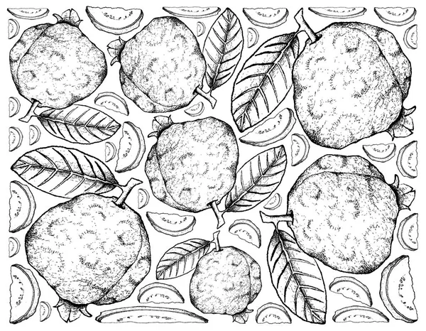 Hand Drawn Background of Fresh Guava Fruits — Stock Vector