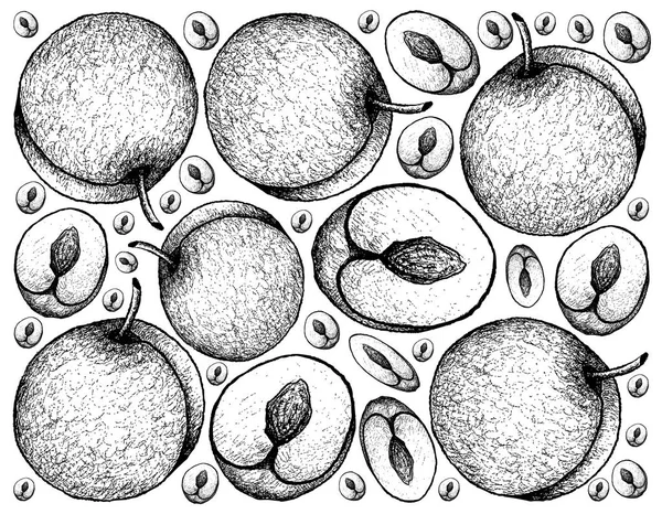 Fundo desenhado à mão de frutas frescas de ameixa —  Vetores de Stock